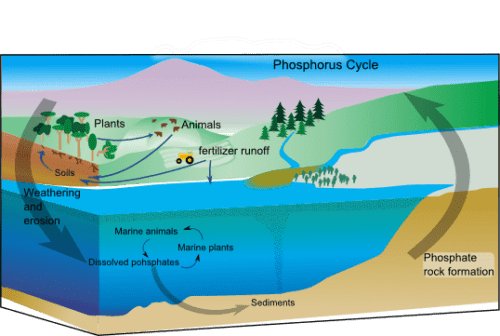 Что такое биогеохимический цикл? Какие виды круговорота веществ существуют в природе?