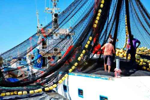 Прилов - животные, ставшие случайными жертвами рыбного промысла