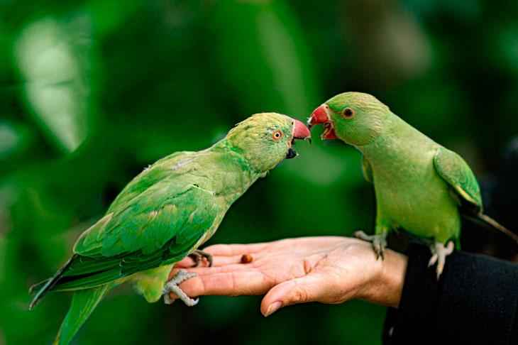 Клички для попугаев — как можно назвать самку или самца попугая