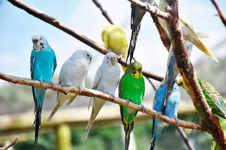 Клички для попугаев — как можно назвать самку или самца попугая