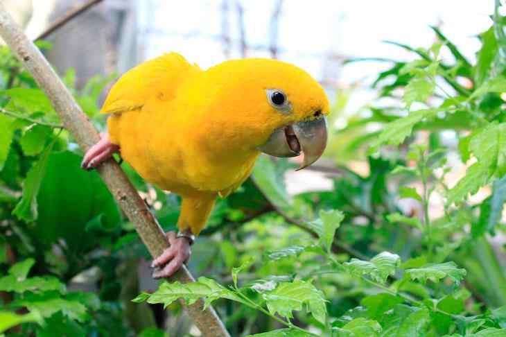 Клички для попугаев — как можно назвать самку или самца попугая