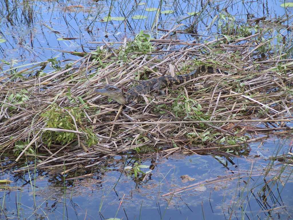 Природа, флора и фауна Китая - характеристика и фото