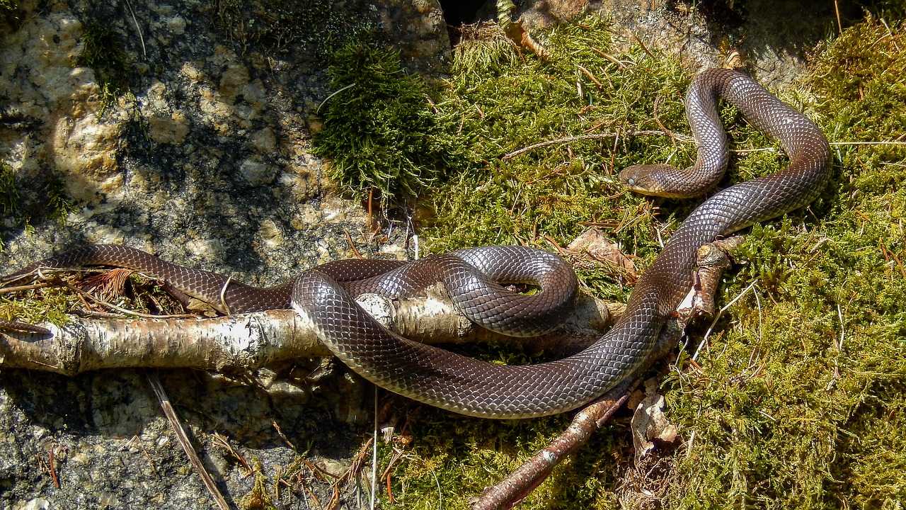 Природа, флора и фауна Германии — характеристика и фото