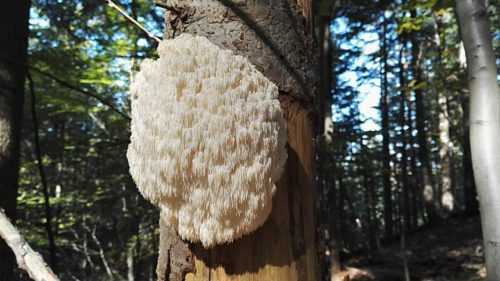 Какие грибы занесены в Красную книгу России? Список, характеристика и фото