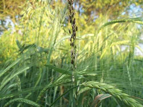 Доклад-сообщение на тему: "Грибы паразиты"