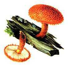 Какие грибы занесены в Красную книгу России? Список, характеристика и фото