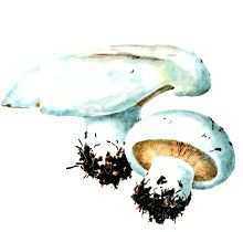 Какие грибы занесены в Красную книгу России? Список, характеристика и фото