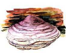 Какие грибы занесены в Красную книгу России? Список, характеристика и фото