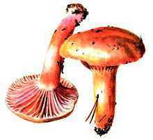 Какие грибы занесены в Красную книгу России? Список, характеристика и фото