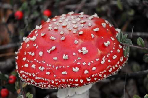 Доклад-сообщение на тему: «Ядовитые грибы»