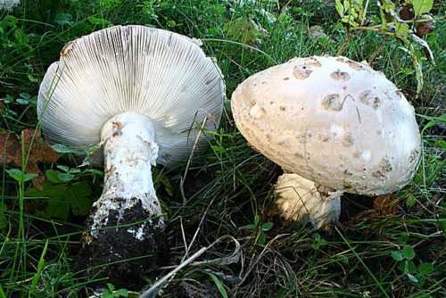 Какие грибы занесены в Красную книгу России? Список, характеристика и фото