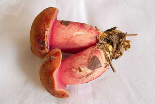 Какие грибы занесены в Красную книгу России? Список, характеристика и фото