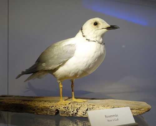 Доклад-сообщение на тему: «Животные тундры»