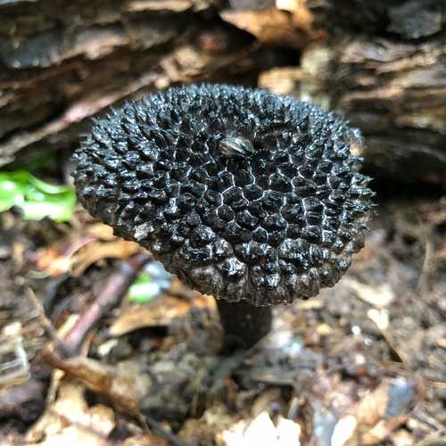 Какие грибы занесены в Красную книгу России? Список, характеристика и фото