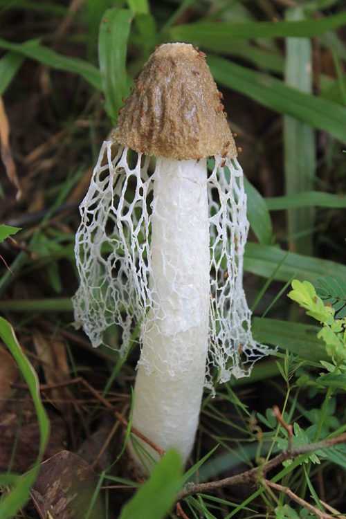 Какие грибы занесены в Красную книгу России? Список, характеристика и фото