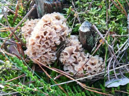 Какие грибы занесены в Красную книгу России? Список, характеристика и фото