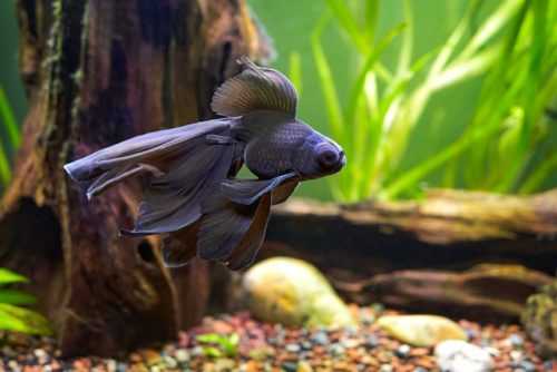 Доклад-сообщение на тему: "Животные живого уголка"