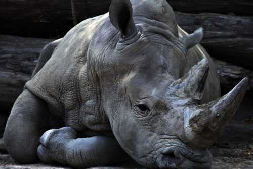 Доклад-сообщение на тему: “Белый носорог”