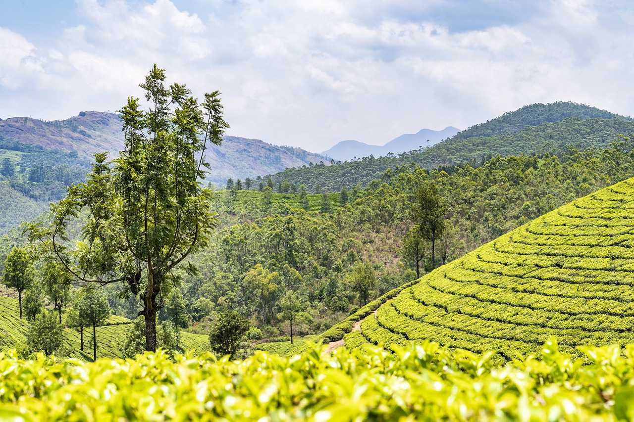 Природа, флора и фауна Индии — характеристика и фото