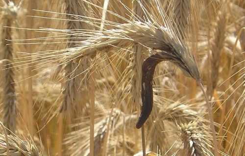 Доклад-сообщение на тему: "Грибы паразиты"