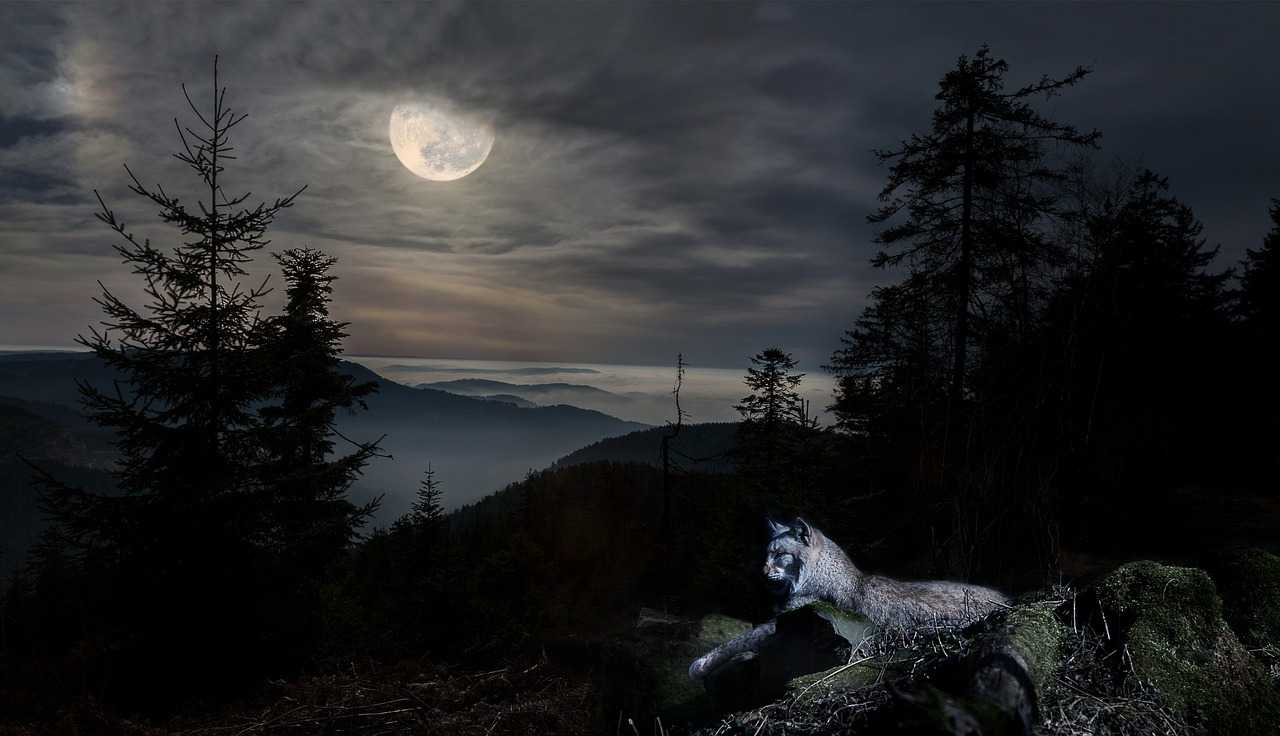 Природа, флора и фауна Германии — характеристика и фото