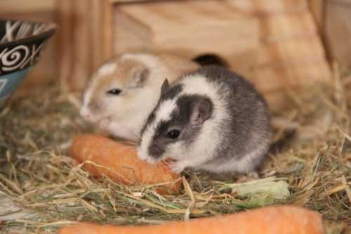 Чем питаются домашние песчанки и какую еду они предпочитают в дикой природе?