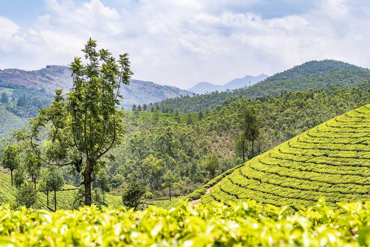 Природа, флора и фауна Индии — характеристика и фото