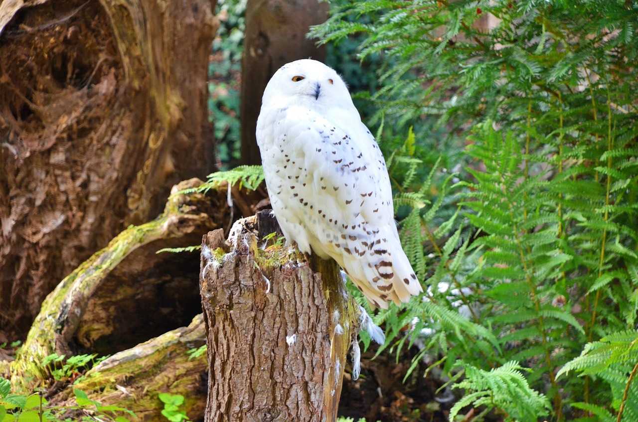 Природа, флора и фауна Германии — характеристика и фото