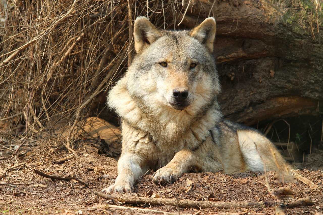 Природа, флора и фауна Германии — характеристика и фото