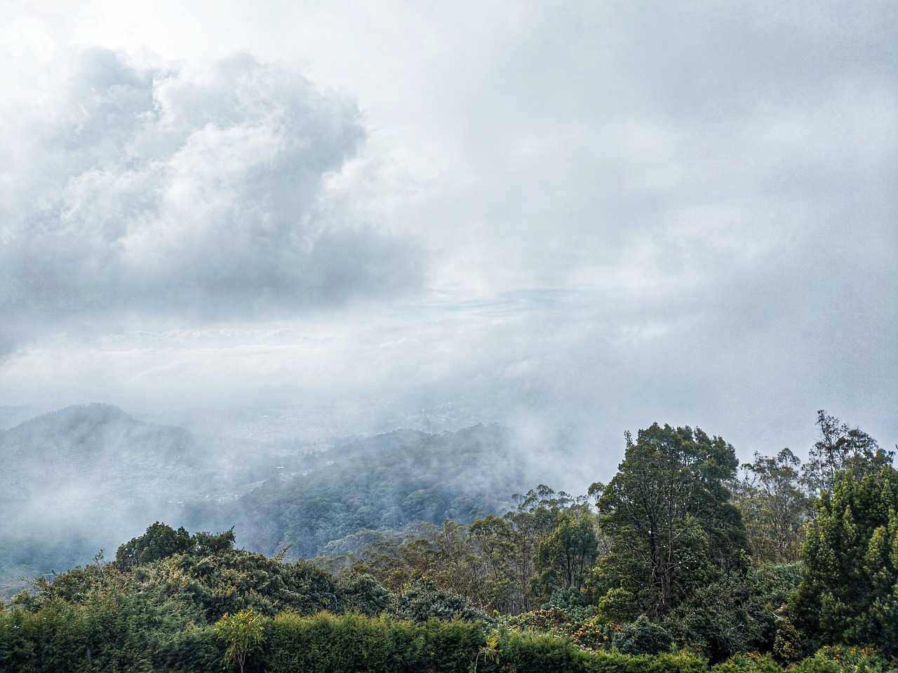 Природа, флора и фауна Индии — характеристика и фото