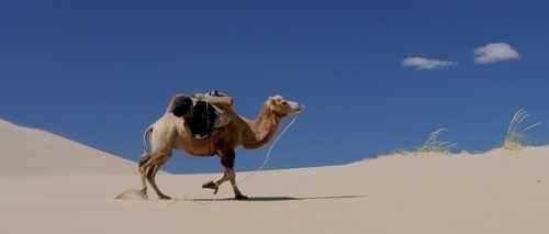 Доклад-сообщение на тему: "Животные пустыни"