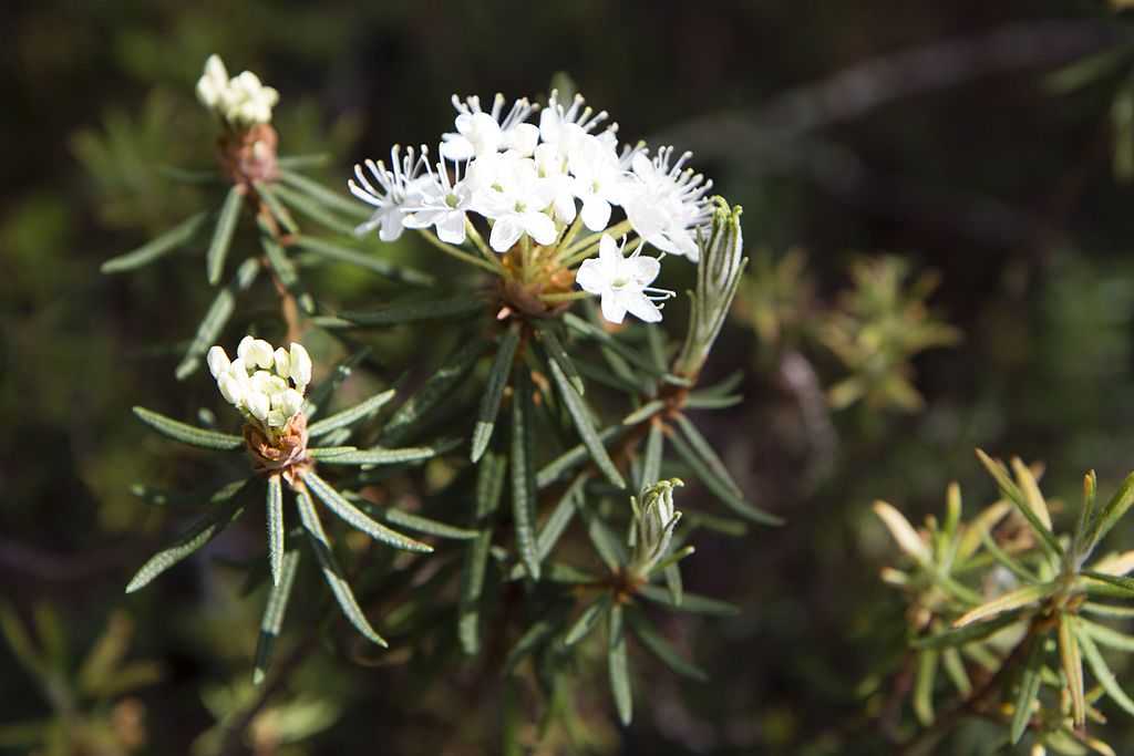 Природа, флора и фауна Казахстана — характеристика и фото