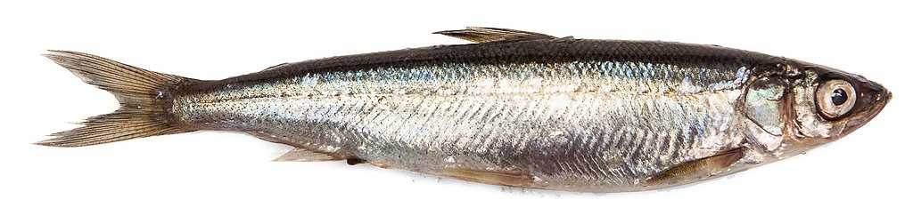 Какая рыба водится в водоемах Московской области и Москвы? Название видов, фото и характеристика