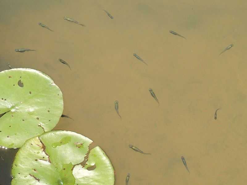 Какая рыба водится в водоемах Московской области и Москвы? Название видов, фото и характеристика