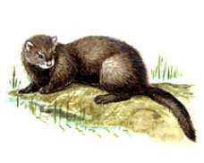 Животные, которые находятся на грани вымирания по вине человека