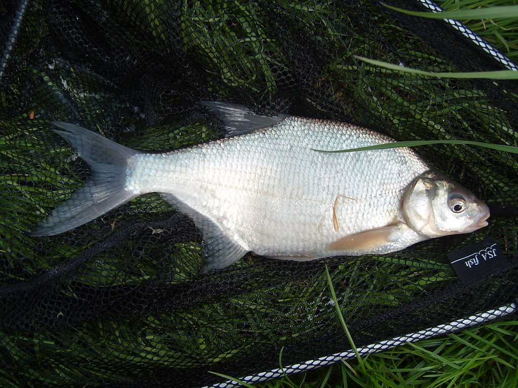 Какая рыба водится в водоемах Московской области и Москвы? Название видов, фото и характеристика