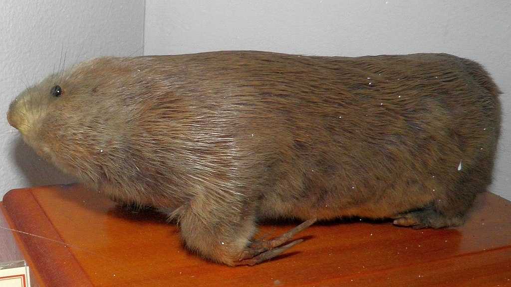 Животные, которые находятся на грани вымирания по вине человека