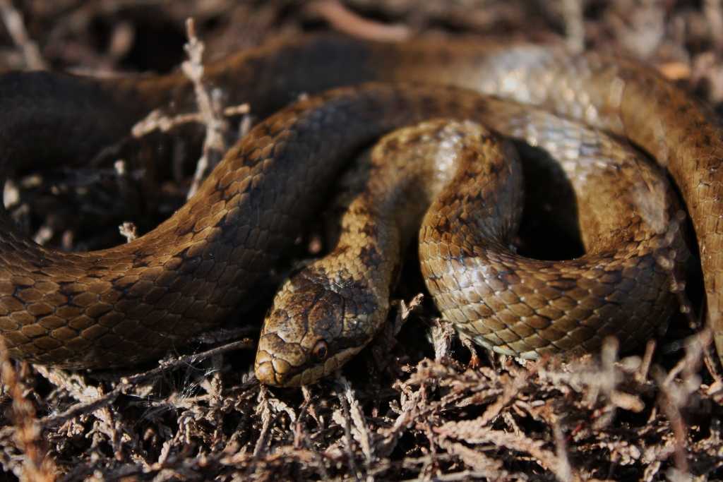 Змеи Московской области — какие опасные, названия видов, фото и описание