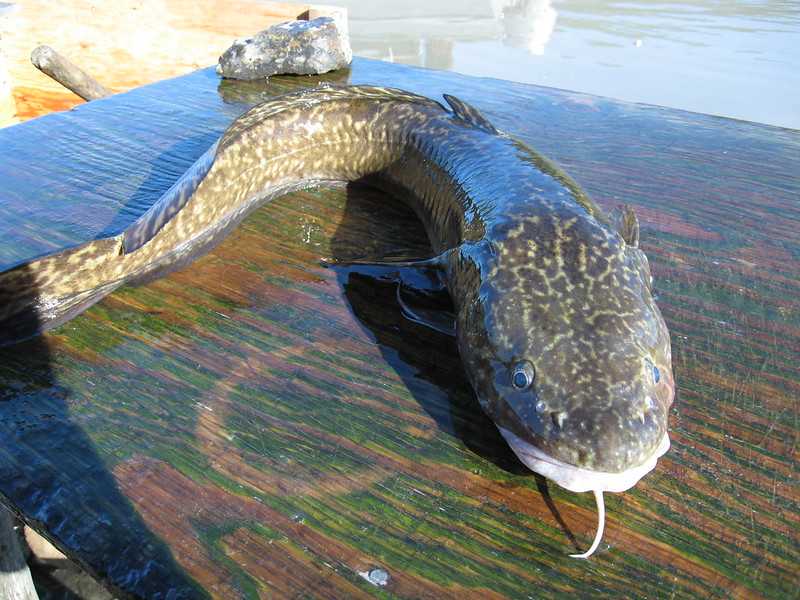 Какая рыба водится в водоемах Московской области и Москвы? Название видов, фото и характеристика