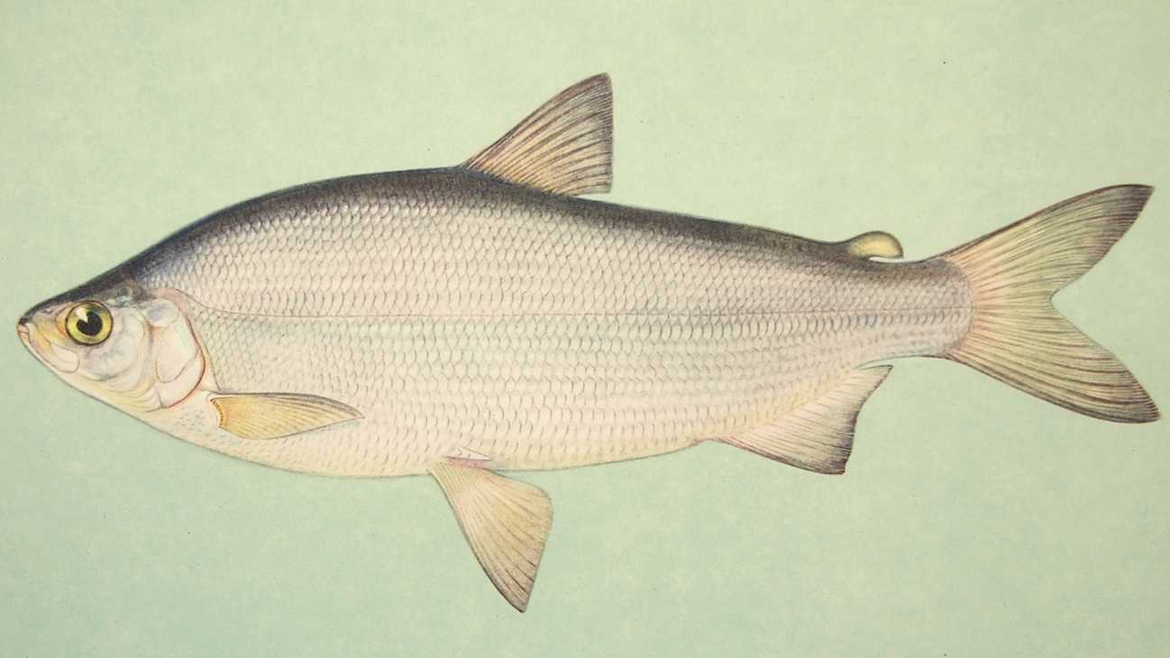 Какая рыба водится в водоемах Московской области и Москвы? Название видов, фото и характеристика