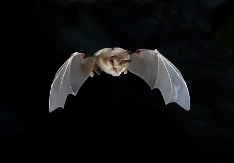 Животные, которые находятся на грани вымирания по вине человека