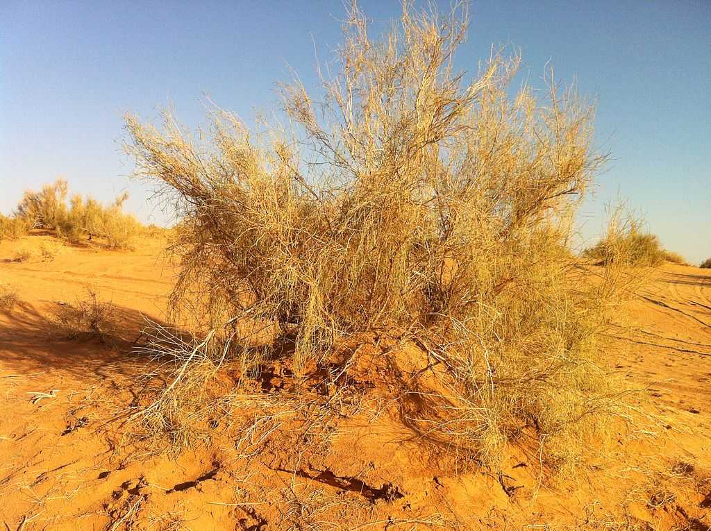 Природа, флора и фауна Казахстана — характеристика и фото