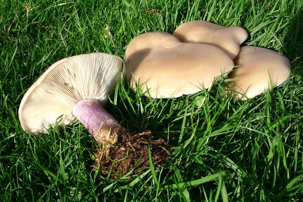 Какие съедобные, несъедобные и ядовитые грибы растут в Подмосковье? Список с названиями, фото и описанием