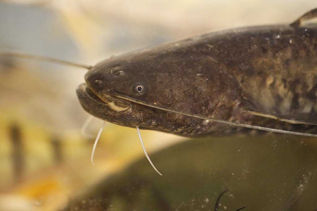 Какая рыба водится в водоемах Московской области и Москвы? Название видов, фото и характеристика