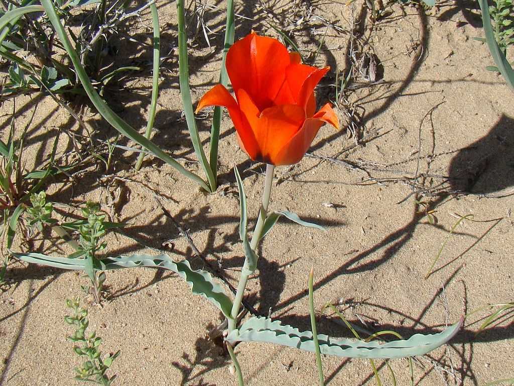 Природа, флора и фауна Казахстана — характеристика и фото