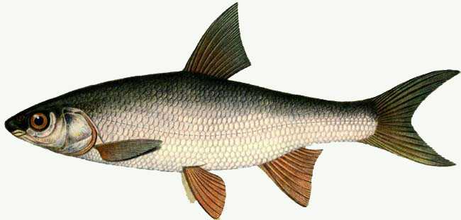 Какая рыба водится в водоемах Московской области и Москвы? Название видов, фото и характеристика