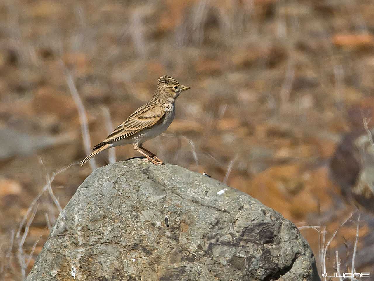 Какие птицы водятся в Крыму? Список с названиями, фото и описанием