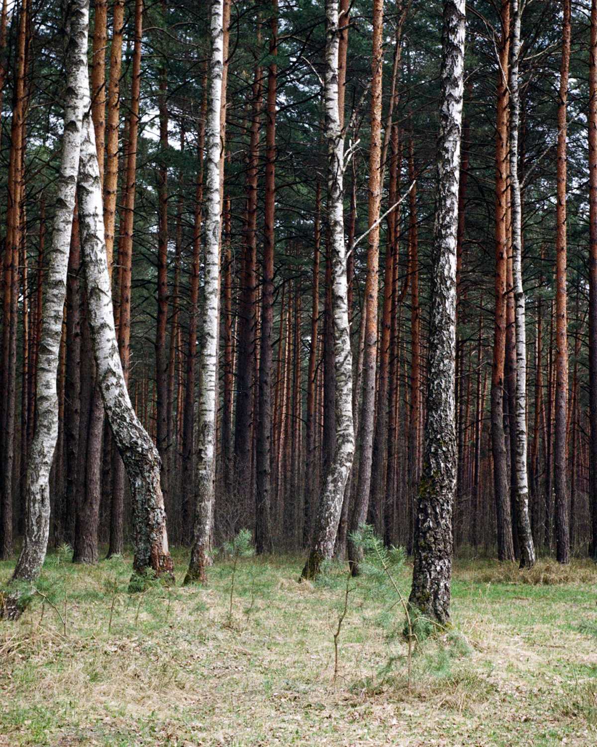 Природа, флора и фауна Беларуси — характеристика и фото