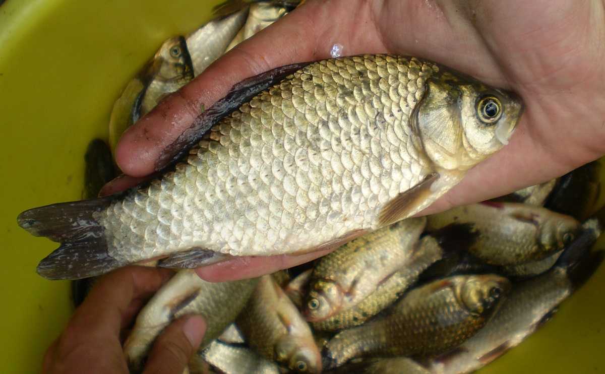 Какая рыба водится в водоемах Московской области и Москвы? Название видов, фото и характеристика