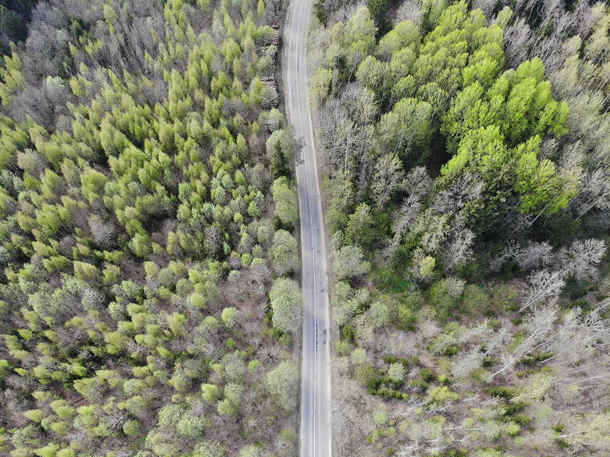 Природа, флора и фауна Беларуси — характеристика и фото